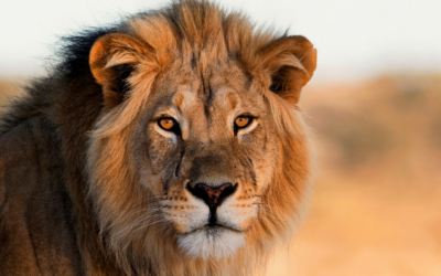 The Lions in Our Lives: A Skit about Daniel