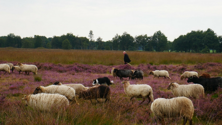 Jesus is the Good Shepherd