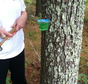jello tree